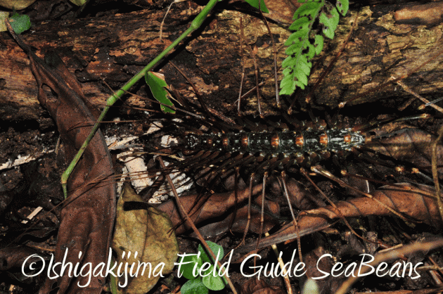 7月25日 石垣島 ナイトツアー 生き物探し14