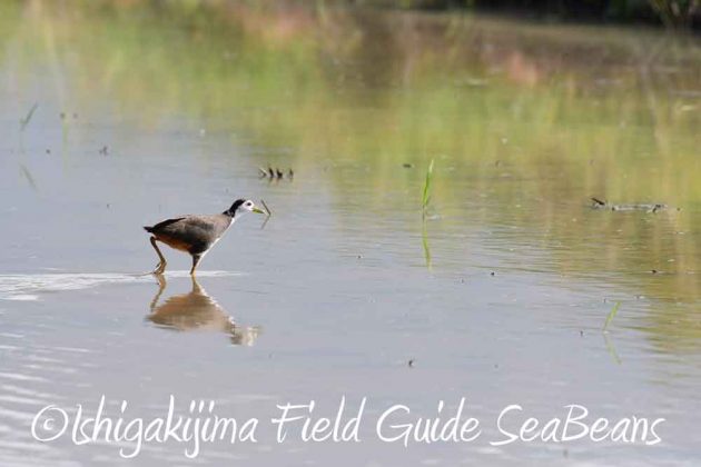 7月27日　石垣島の野鳥3