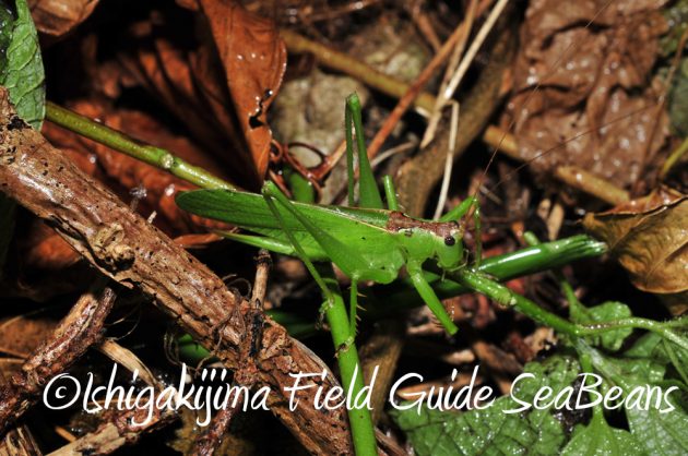 7.18-石垣島　ナイトツアー10