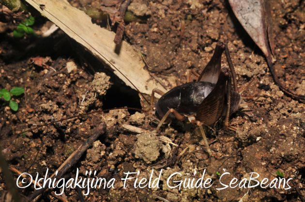 7.20石垣島 ナイトツアー16