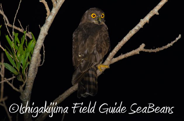 7.19石垣島 ナイトツアー 7