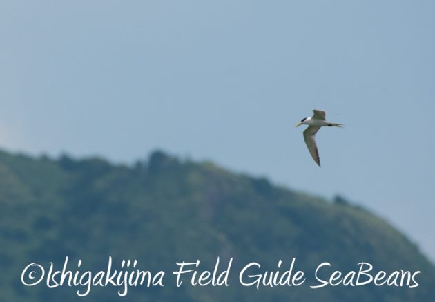 7月29日　石垣島バードウオッチング＆野鳥撮影11