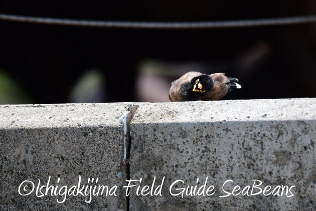 7.17-石垣島　バードウオッチング　野鳥撮影　ガイド10