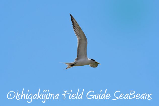 7.22-石垣島 野鳥 バードウオッチング 撮影ガイド9