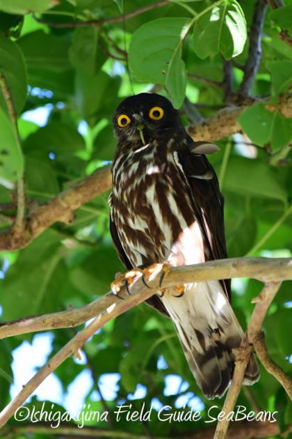 7.17-石垣島　バードウオッチング　野鳥撮影　ガイド9