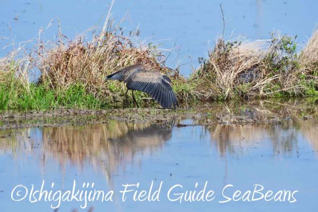 7月27日　石垣島の野鳥5