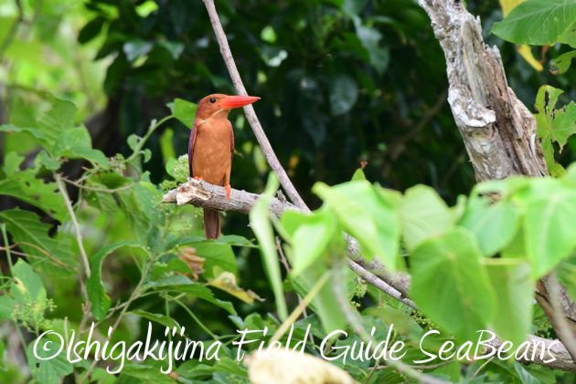 7.18　バードウオッチング　野鳥撮影　ガイド　12