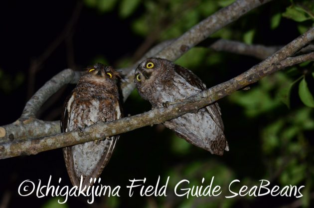 7.22-石垣島-ナイトツアー3