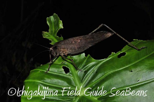 7月27日　石垣島ナイトツアー16