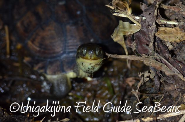 7.19石垣島 ナイトツアー 8