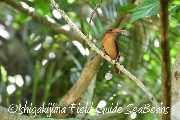 7.21石垣島 バードウオッチング 撮影ガイド4