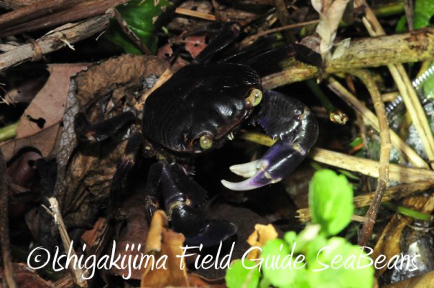 7月30日 石垣島ナイトツアー5