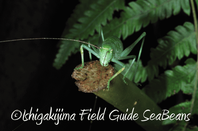 7月25日 石垣島 ナイトツアー 生き物探し10