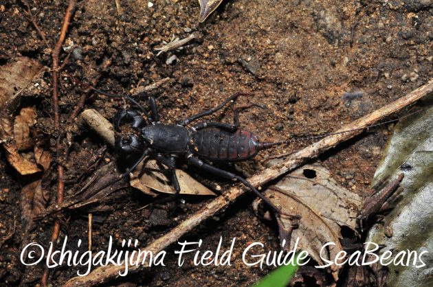 7.22-石垣島-ナイトツアー15