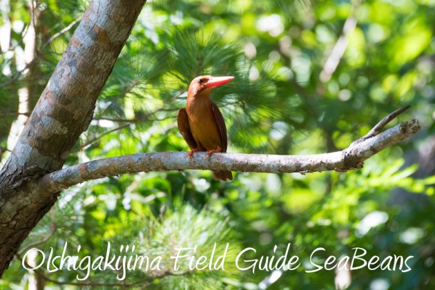 7.22-石垣島 野鳥 バードウオッチング 撮影ガイド12