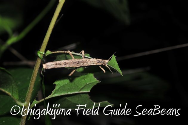 7.20石垣島 ナイトツアー9