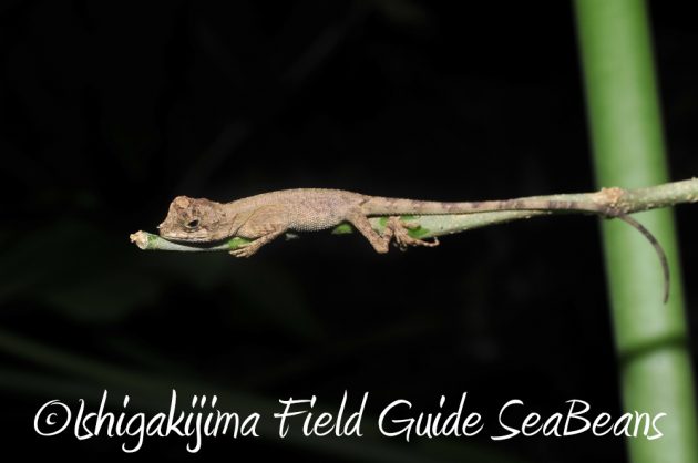 7.20石垣島 ナイトツアー12