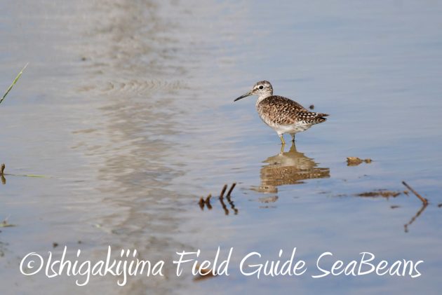 7.17-石垣島　バードウオッチング　野鳥撮影　ガイド13