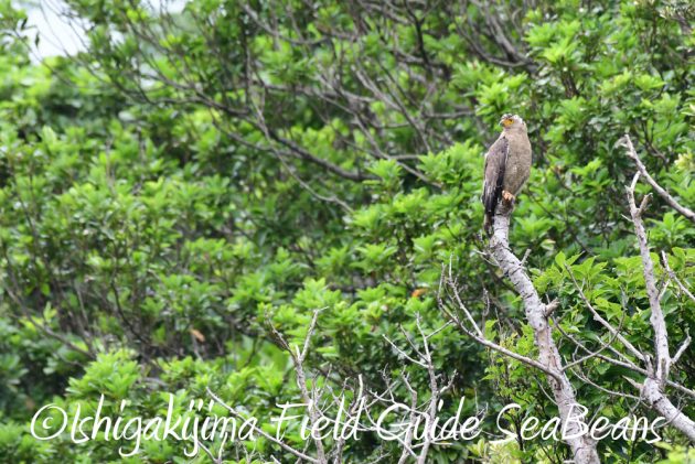 7.18　バードウオッチング　野鳥撮影　ガイド　15