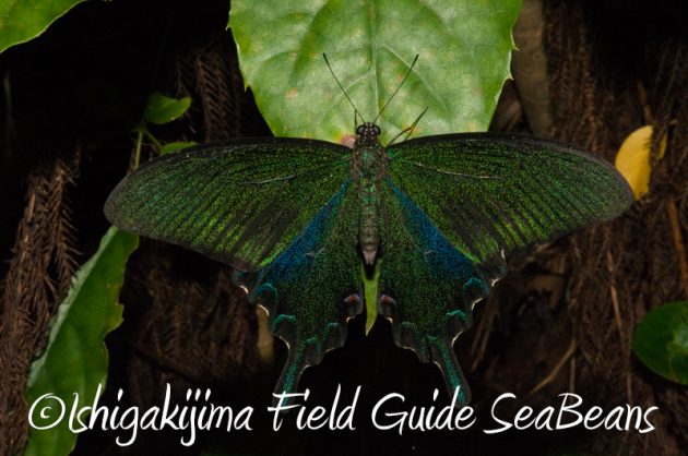 7月30日 石垣島ナイトツアー18