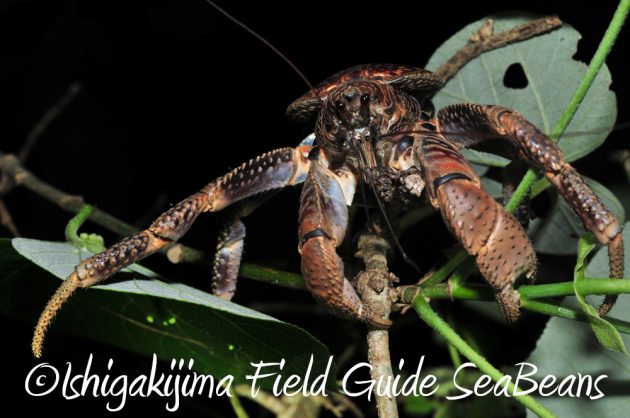 7.19石垣島 ナイトツアー 20