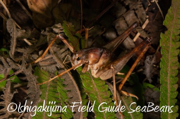 7月30日 石垣島ナイトツアー16