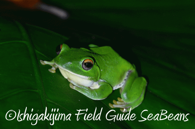 7月25日 石垣島 ナイトツアー 生き物探し5