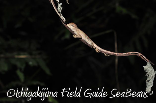 7月30日 石垣島ナイトツアー6