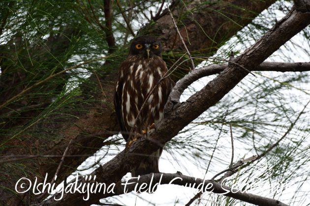 7.18　バードウオッチング　野鳥撮影　ガイド　6