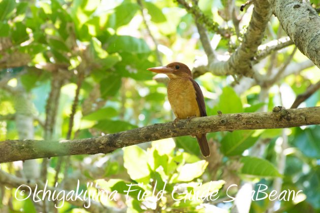 7.19石垣島　バードウオッチング13