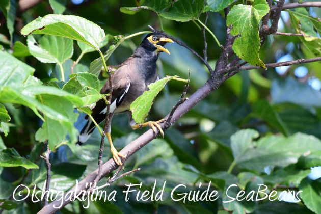 7.21石垣島 バードウオッチング 撮影ガイド9