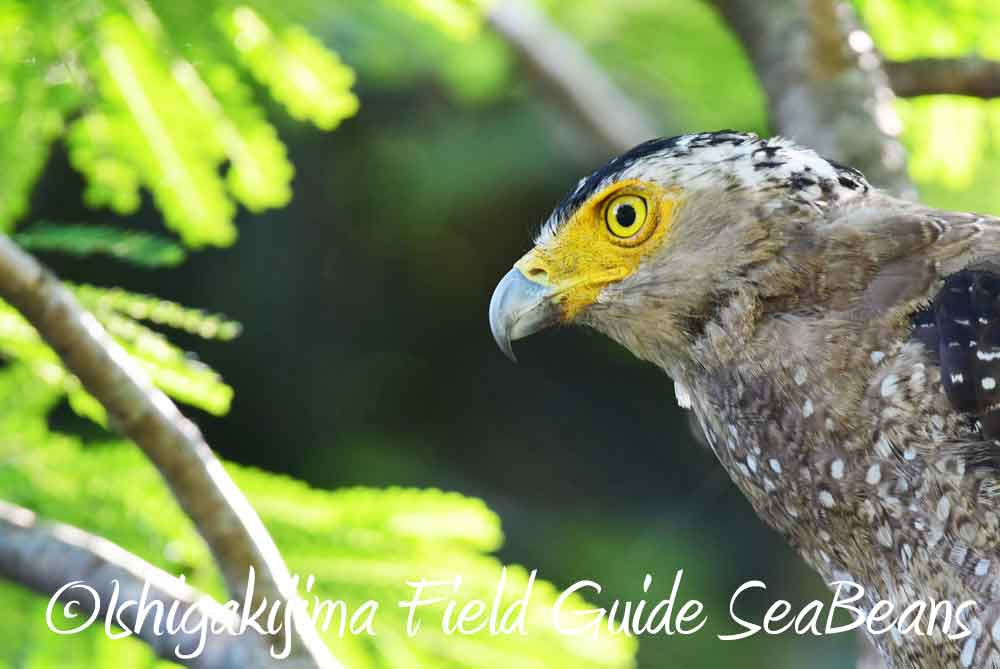 石垣島　鳥獣保護区域等巡回調査。