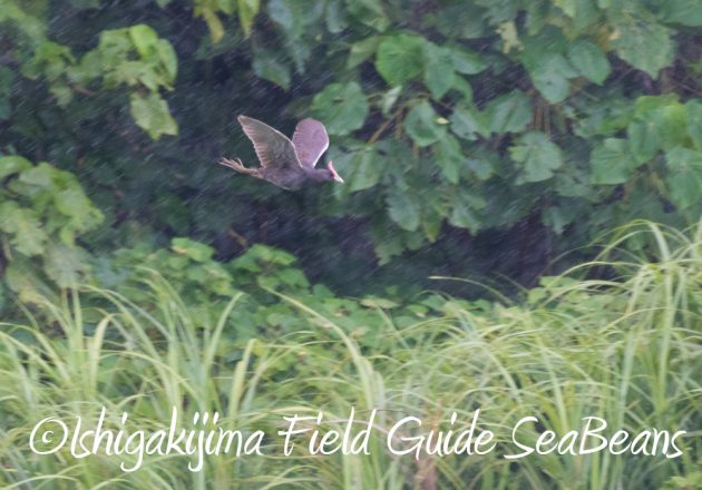 7.18　バードウオッチング　野鳥撮影　ガイド　18