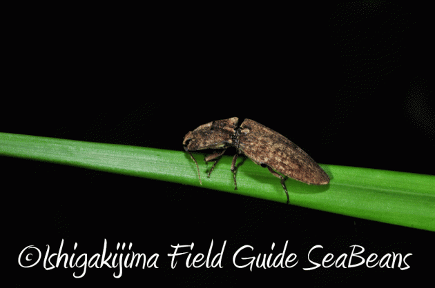 7月25日 石垣島 ナイトツアー 生き物探し18