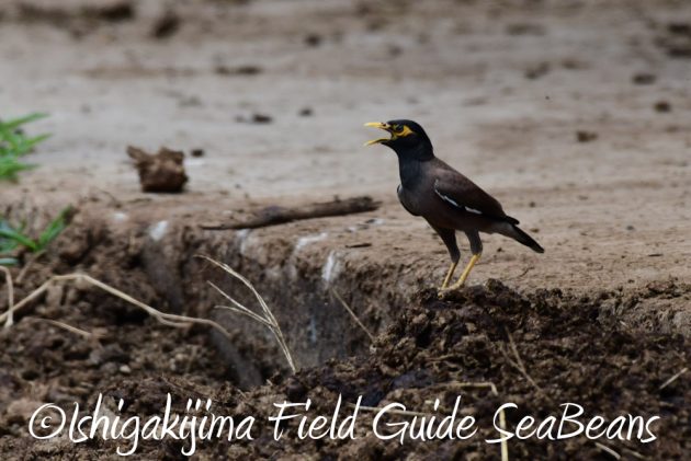 7.18　バードウオッチング　野鳥撮影　ガイド　17