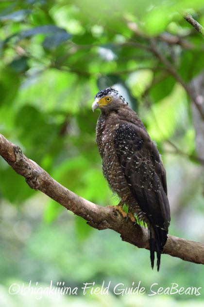 7.22-石垣島 野鳥 バードウオッチング 撮影ガイド10