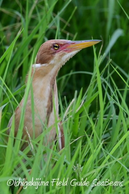 7月30日 石垣島 バードウオッチング&野鳥撮影19