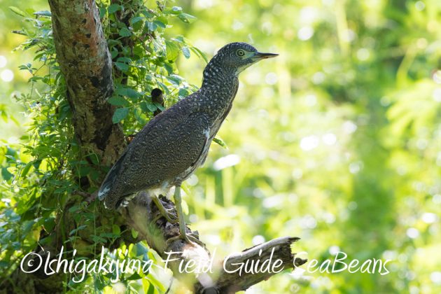 7.19石垣島　バードウオッチング3