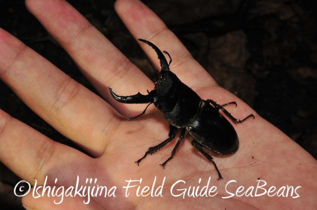 7月30日 石垣島ナイトツアー20