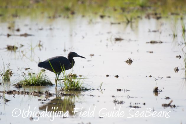 7月30日 石垣島 バードウオッチング&野鳥撮影2