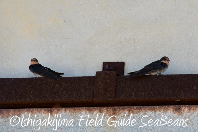 7.21石垣島 バードウオッチング 撮影ガイド7