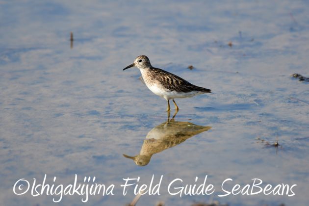 7月30日 石垣島 バードウオッチング&野鳥撮影3