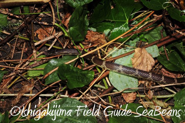 7.18-石垣島　ナイトツアー14