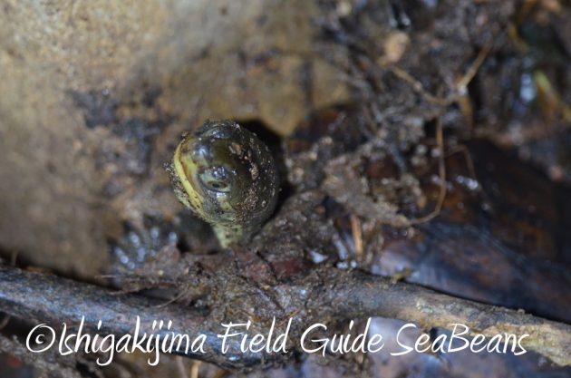 7.22-石垣島-ナイトツアー8