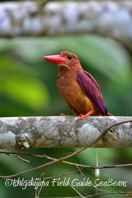 7月28日-石垣島　バードウオッチング　野鳥11