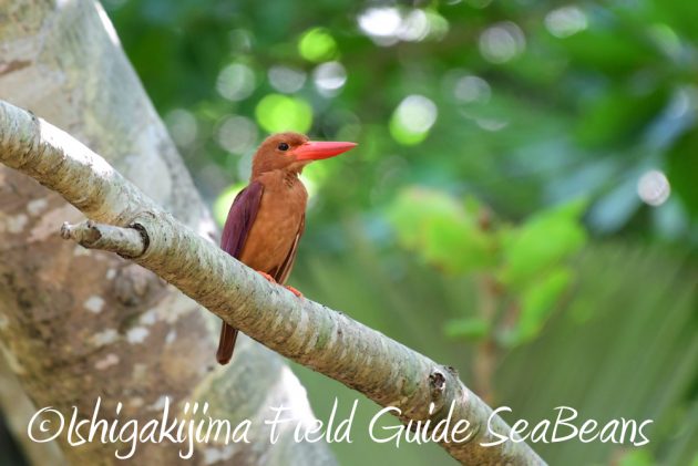 7.21石垣島 バードウオッチング 撮影ガイド3