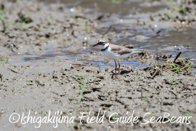 7.20　石垣島　野鳥撮影　バードウオッチング10