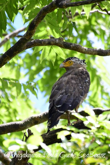 7.21石垣島 バードウオッチング 撮影ガイド12