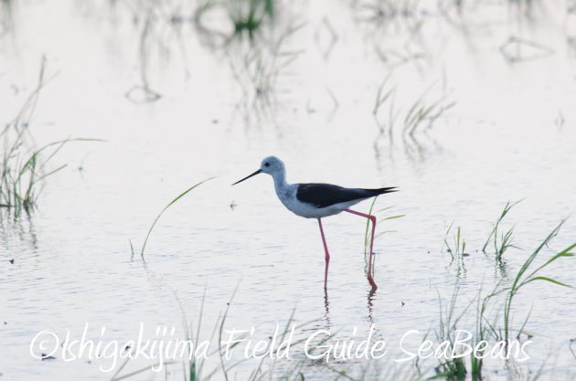 715野鳥観察　ナイトツアー2