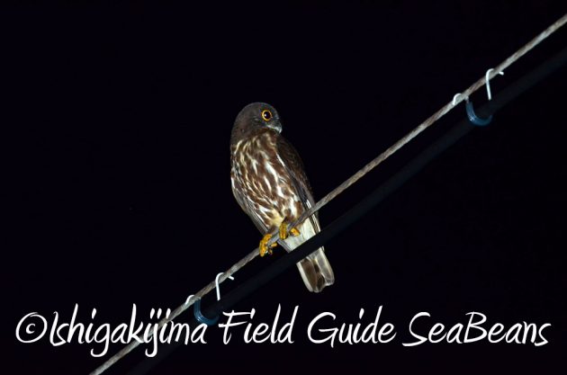 7.20石垣島 ナイトツアー2